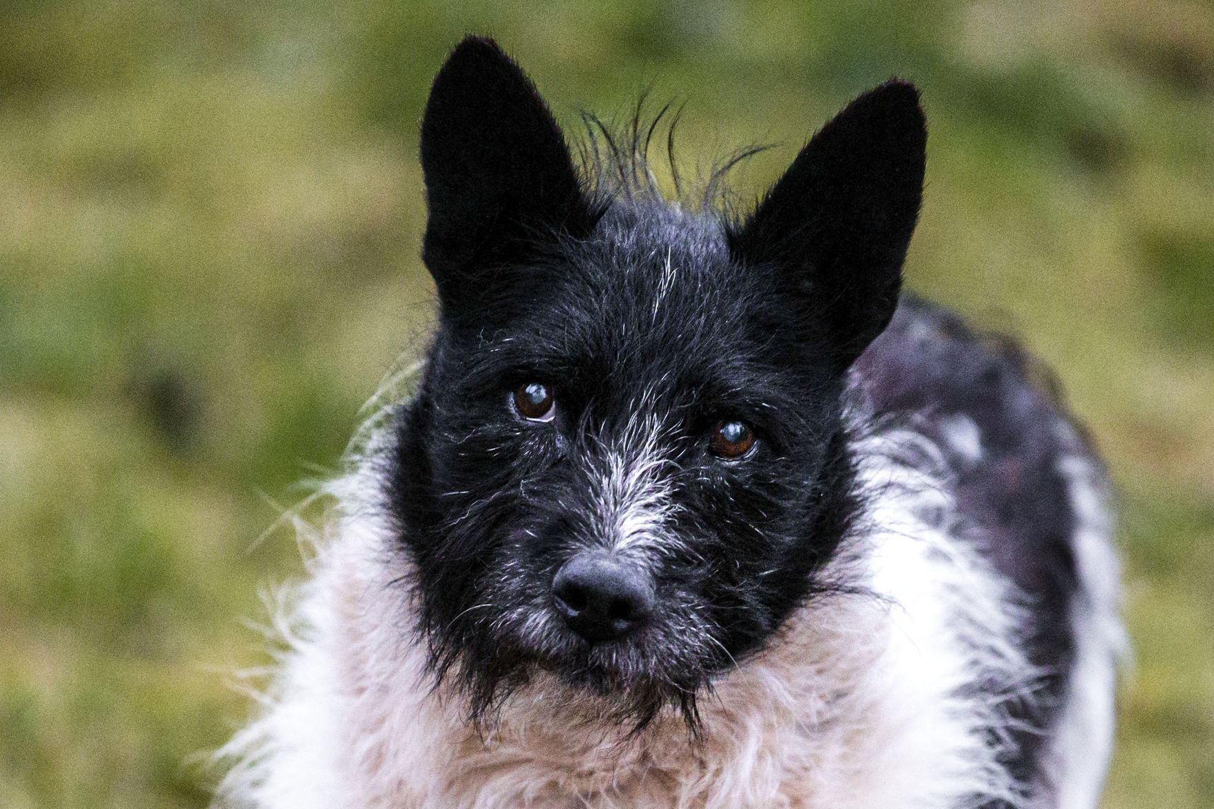 One Good Thing Estonia Stray Dog